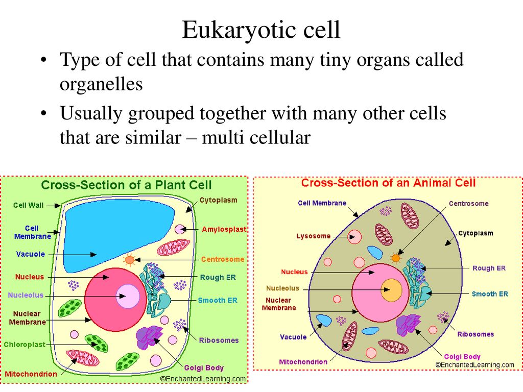 Eukaryotic Cell Parts & Their Jobs - ppt download Eukaryotic Cell Parts & Their Jobs - ppt download