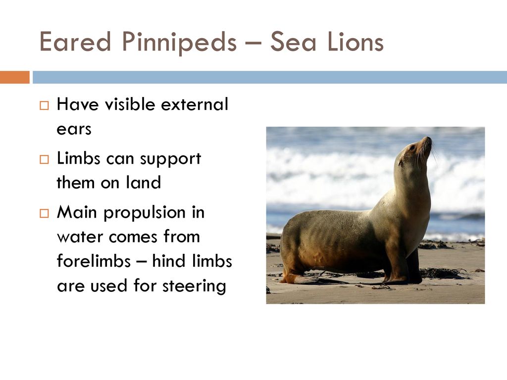 Marine Mammals Class Mammalia. - ppt download