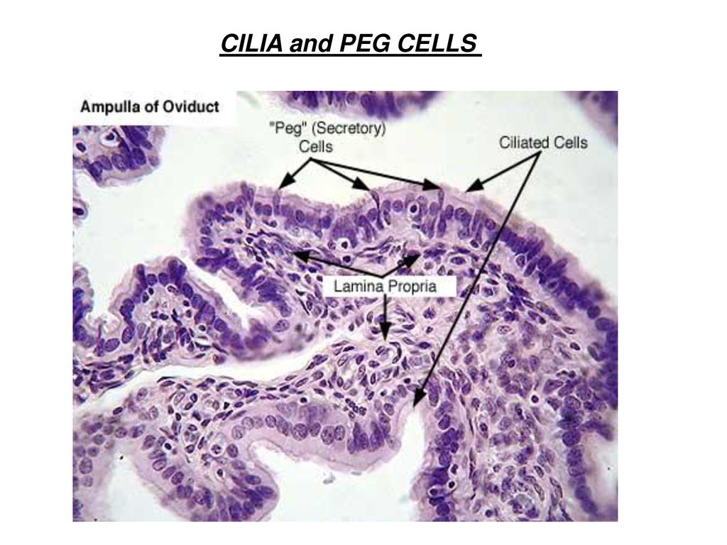 Wrong Regularly Federal Chapter 28 Male and “Female” Reproduction System - ppt download