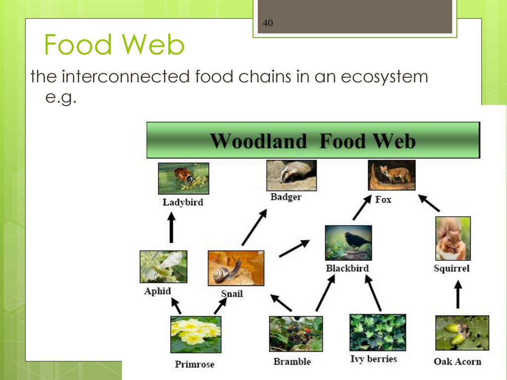 ppt download Biology Diagrams