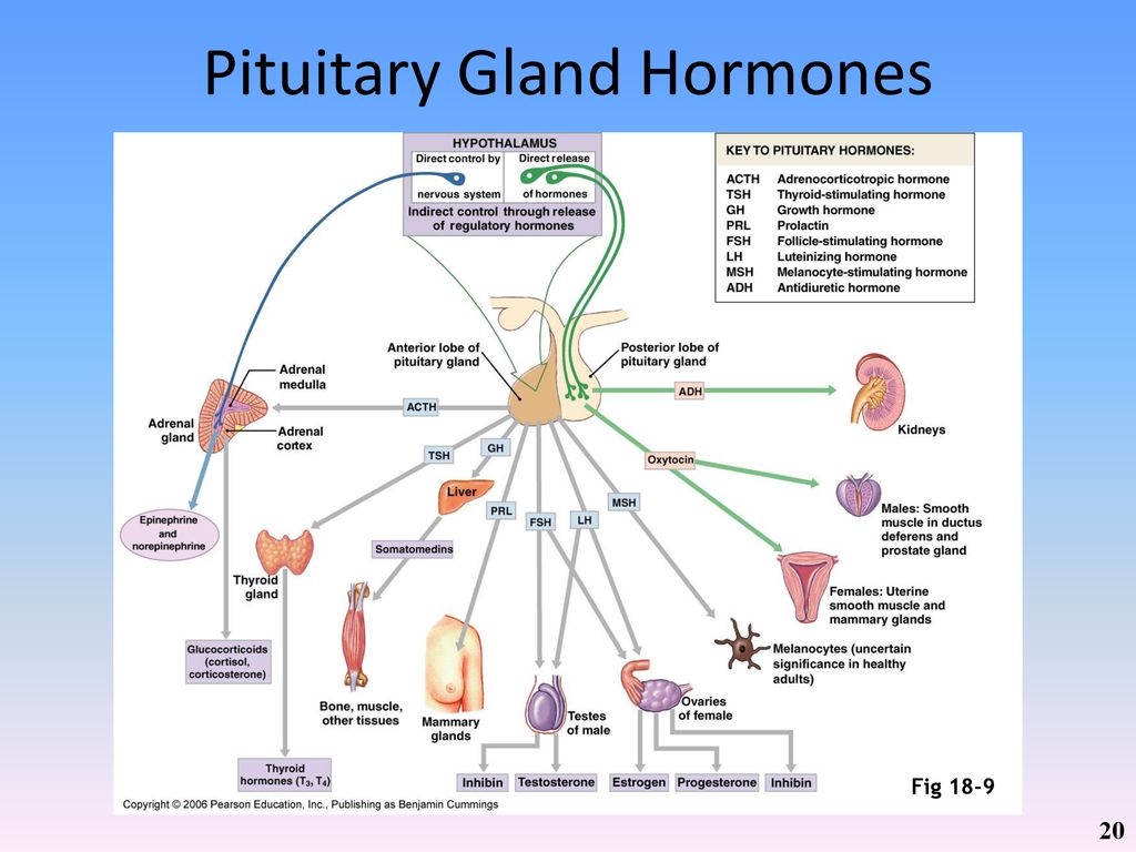 Chapter 18: The Endocrine System Biology Diagrams