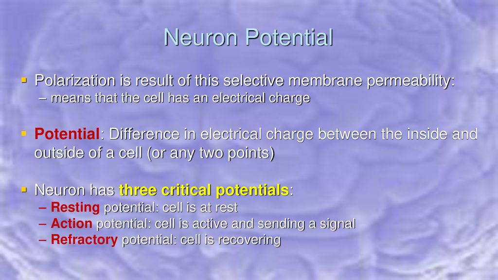 Neural membrane and its potential ppt download