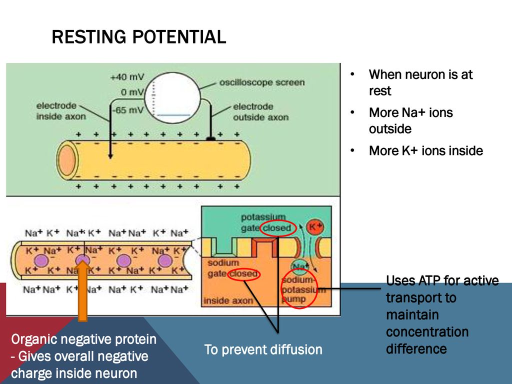 Resting potential When neuron is at rest. More Na+ ions outside. More K+ ions inside.