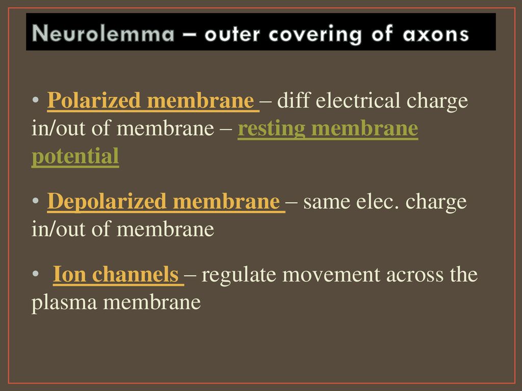 Neurolemma – outer covering of axons