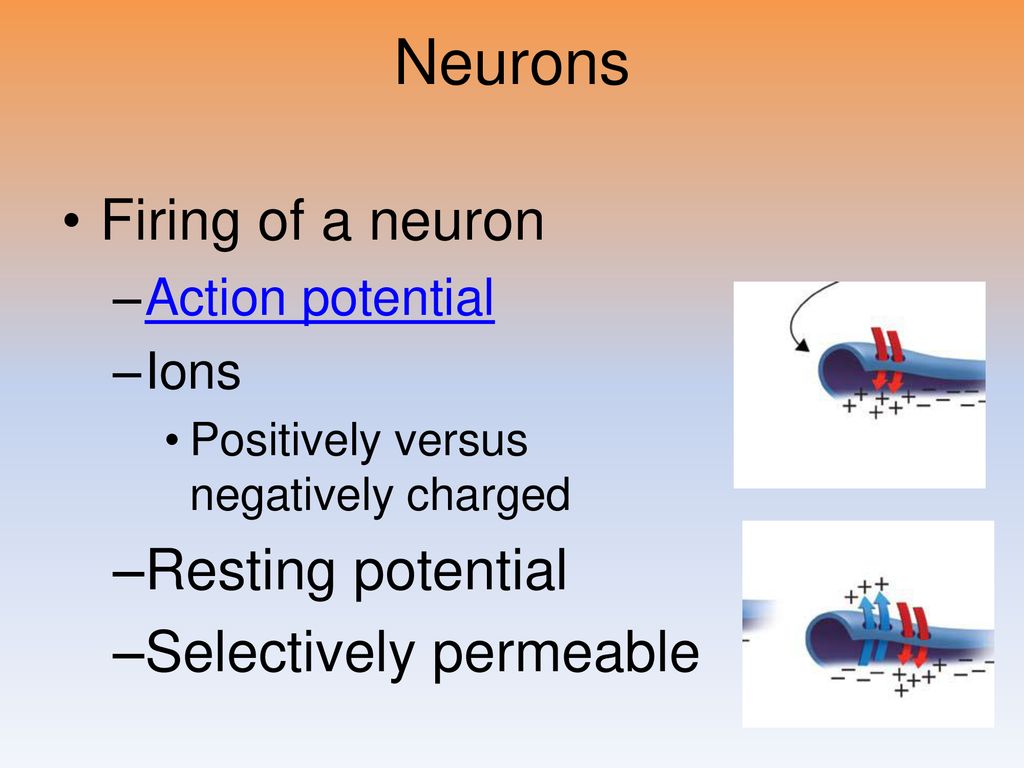 Neurons Firing of a neuron Resting potential Selectively permeable