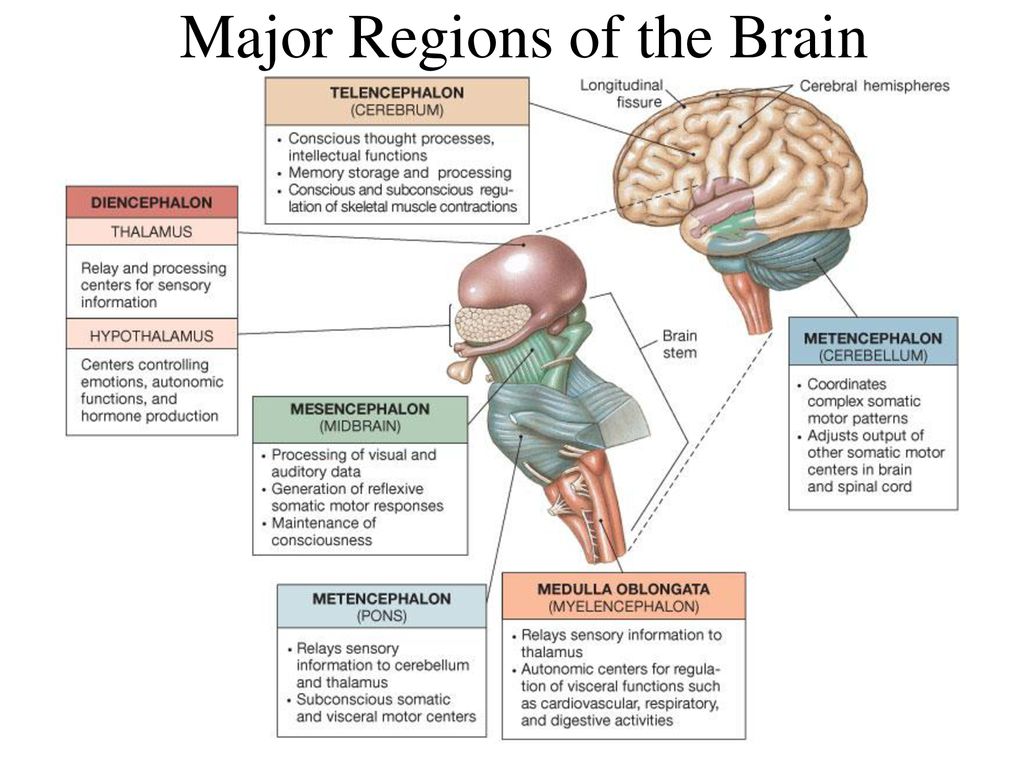 Отделы мозга и их функции 8 класс