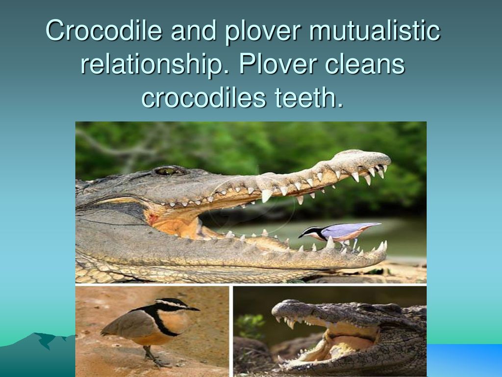 The Study of Interactions between Organisms and their Environment - ppt
