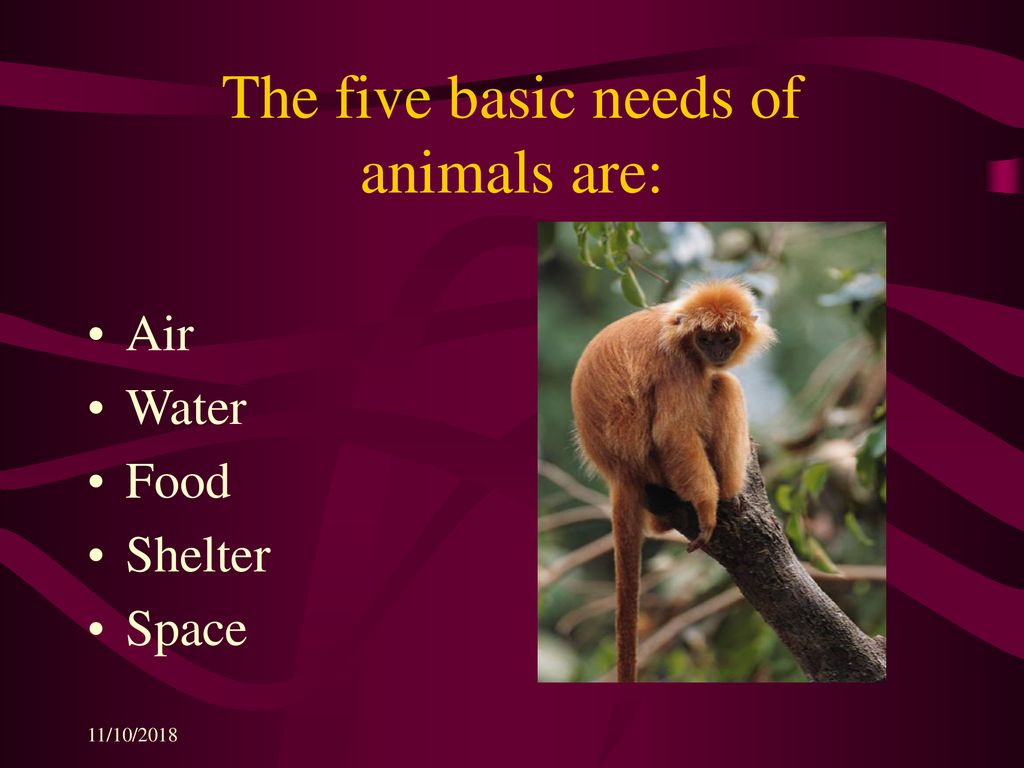 Science Chapter 2 Animal Review - ppt download