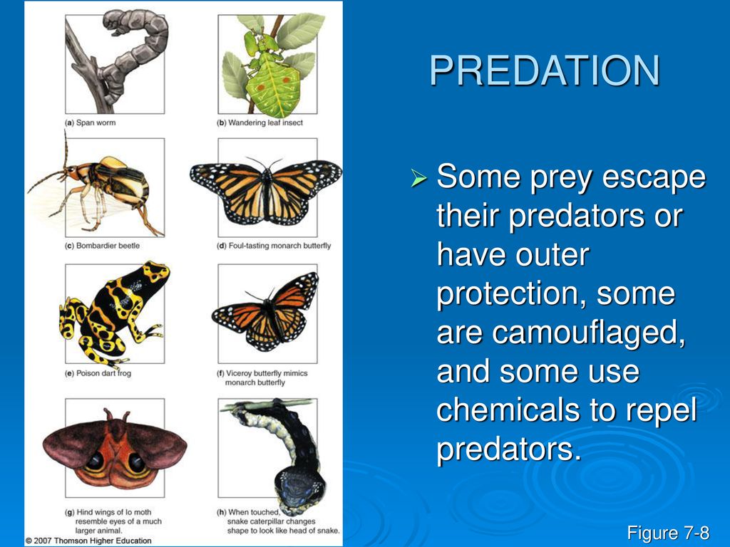 PREDATION Some prey escape their predators or have outer protection, some are camouflaged, and some use chemicals to repel predators.