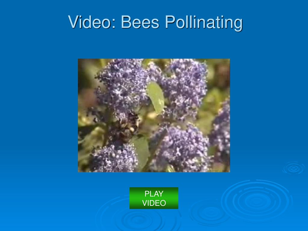 Video: Bees Pollinating