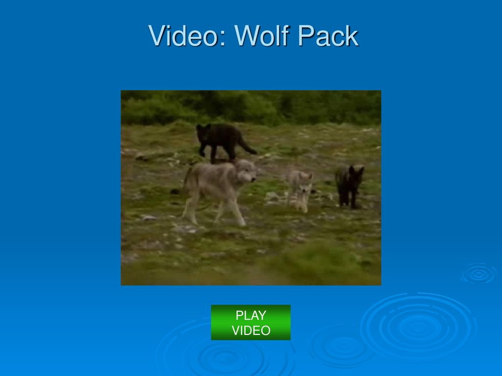 Video: Wolf Pack PLAY VIDEO