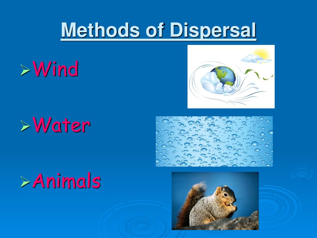 Methods of Dispersal Wind Water Animals