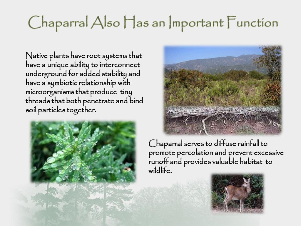 National Forests Are Much More Than Meets the Eye ppt download