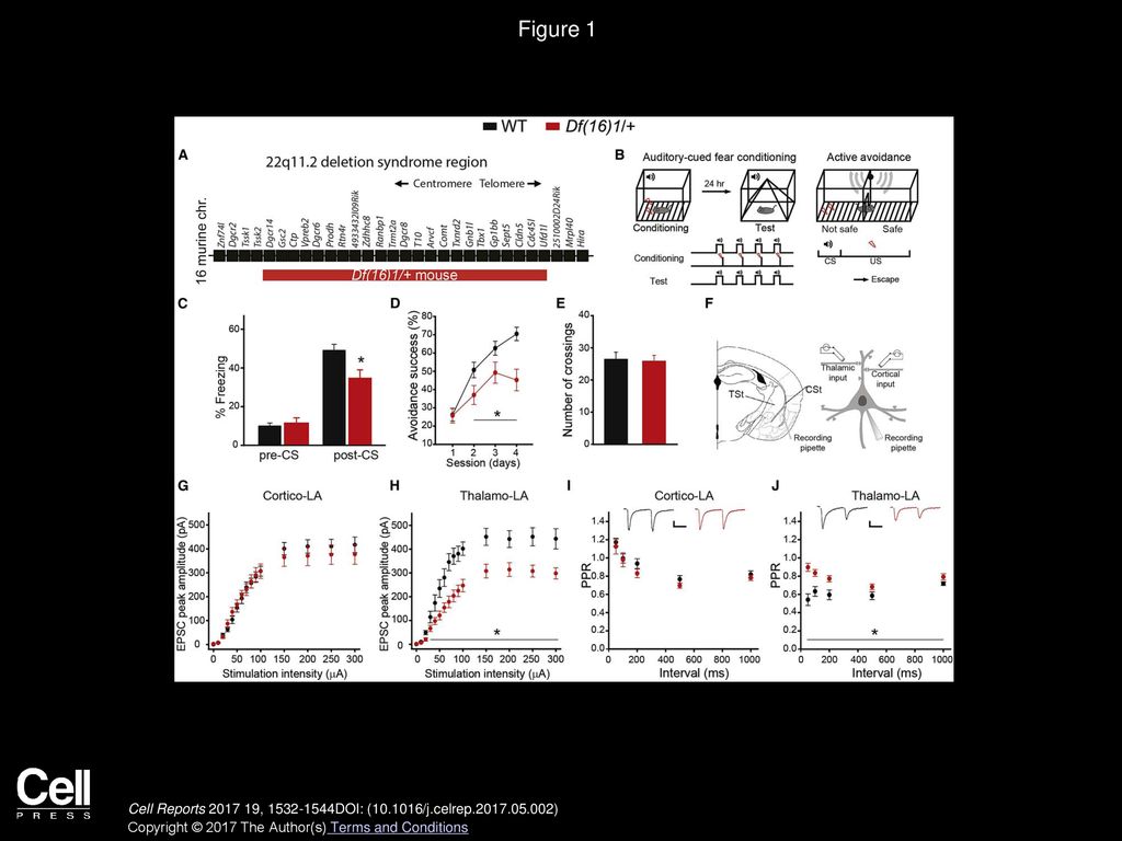 Figure 1 Associative Fear Memory and Thalamo-LA Synaptic Transmission Are Impaired in 22q11DS Mice.