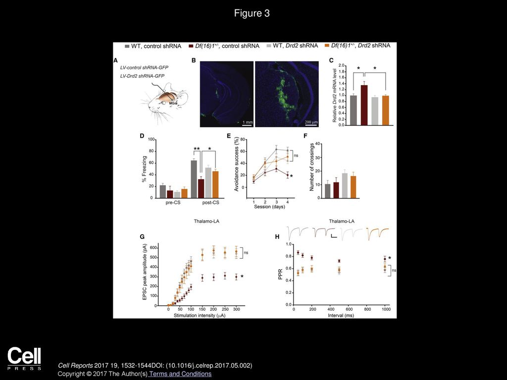 Figure 3 Drd2 Knockdown in the Auditory Thalamus Rescues Deficits in Associative Fear Memory and Thalamo-LA Synaptic Transmission in 22q11DS Mice.