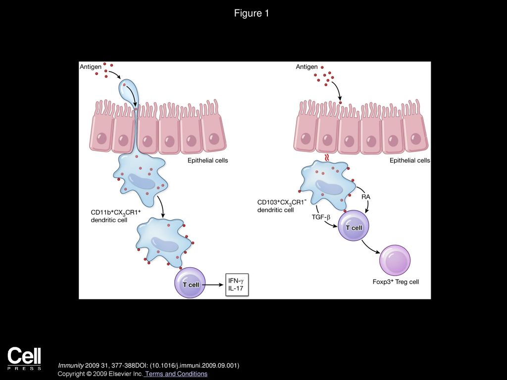 Figure 1 Effector and Regulatory Dendritic Cells