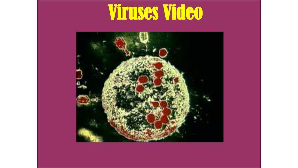 Viruses Video