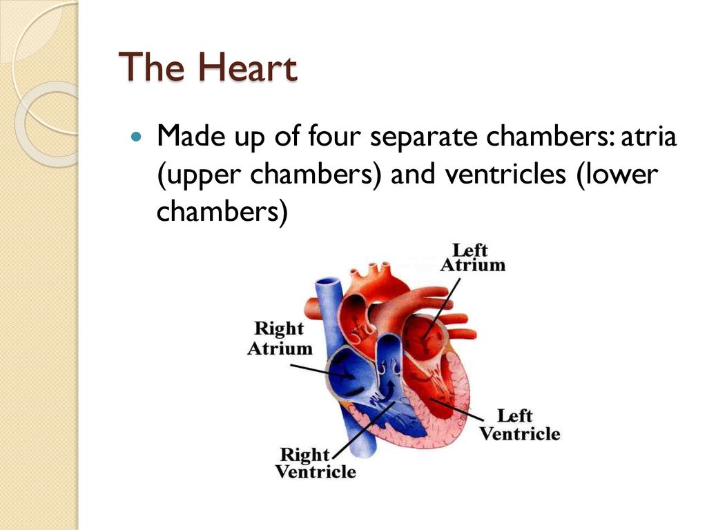 The Cardiovascular System Biology Diagrams