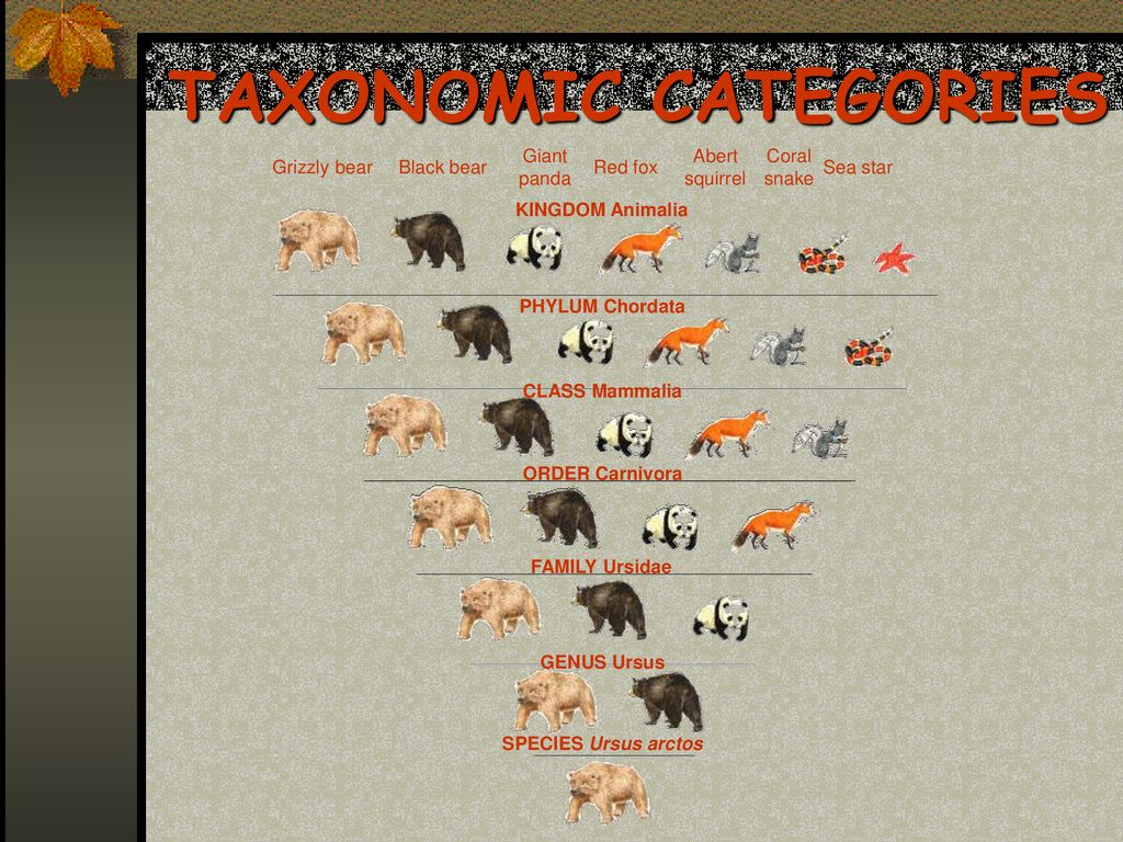 Classification Organizing Life. - ppt download