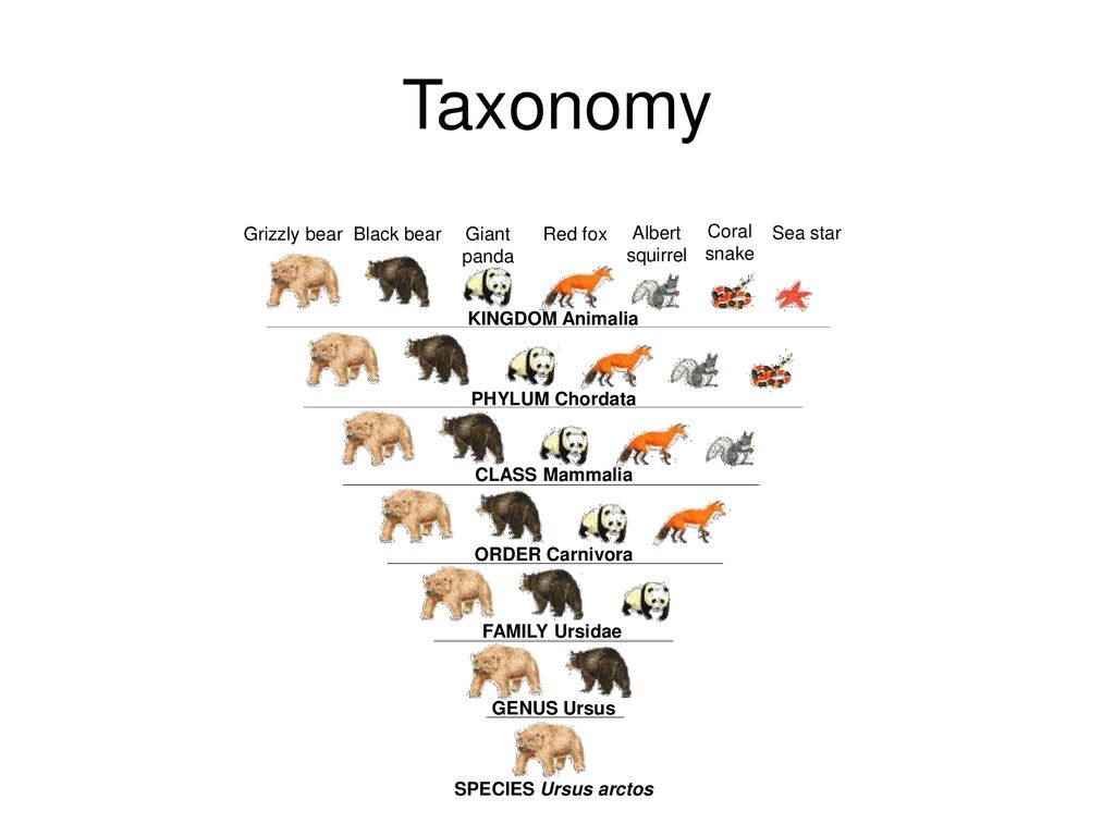 Classification. - ppt download