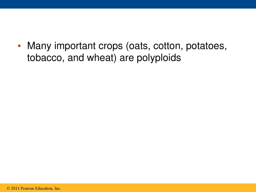 Many important crops (oats, cotton, potatoes, tobacco, and wheat) are polyploids