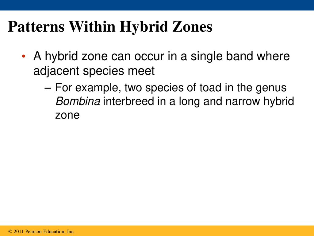 Patterns Within Hybrid Zones