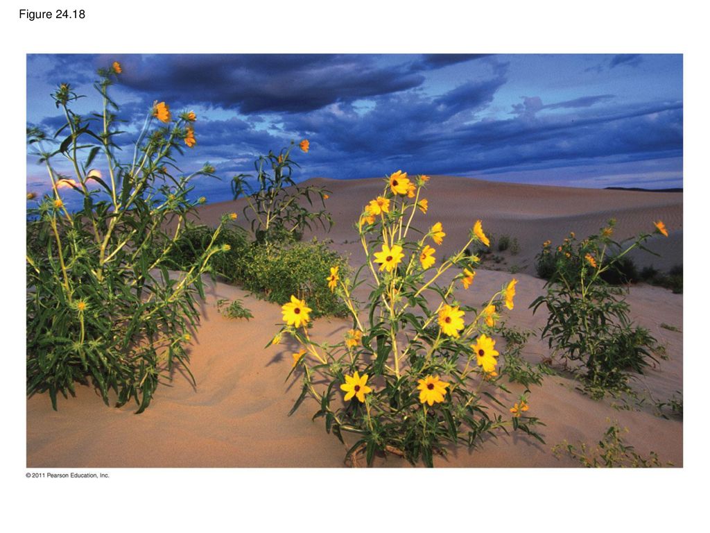 Figure Figure A hybrid sunflower species and its dry sand dune habitat.