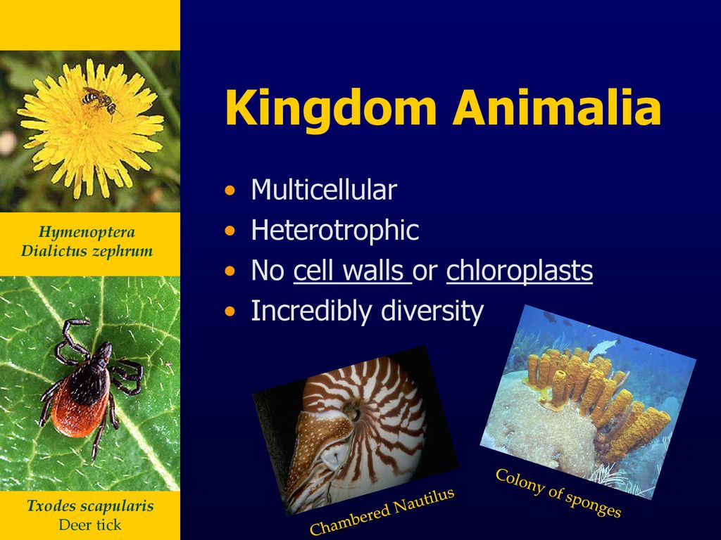Classification of Living Things - ppt download