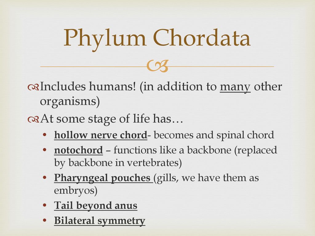 Phylum Chordata Includes humans! (in addition to many other organisms)
