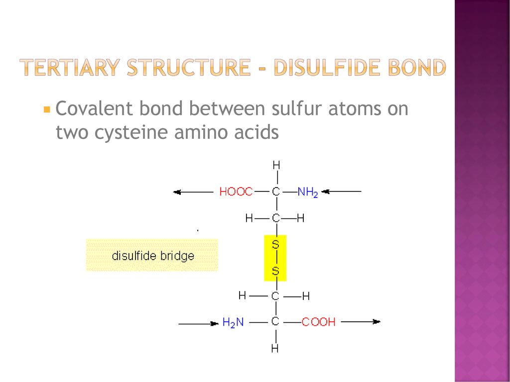 Tertiary structure - disulfide bond