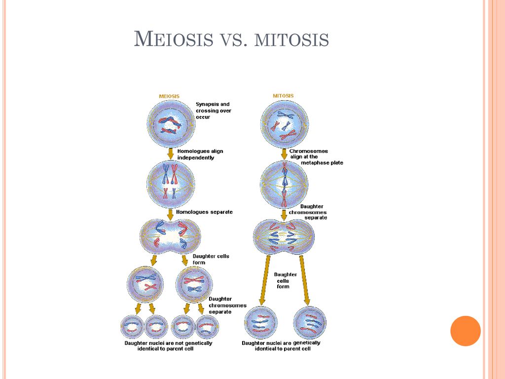 Chapter 10 Section 1 Meiosis - ppt download