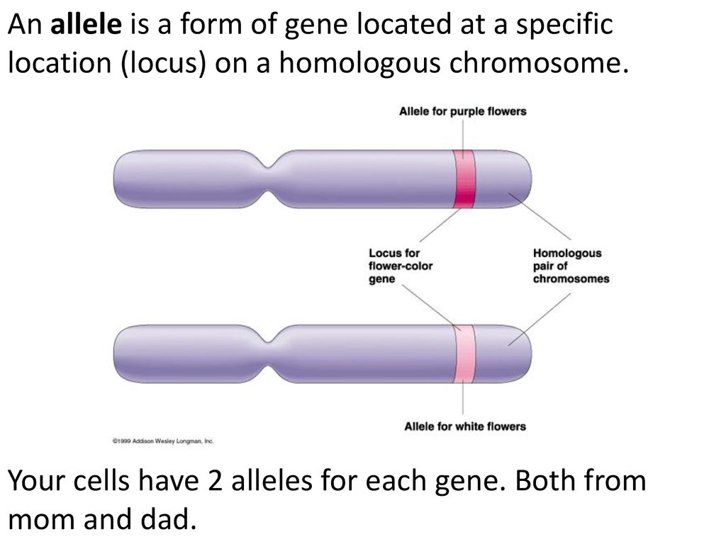 Chromosomes and Meiosis - ppt download