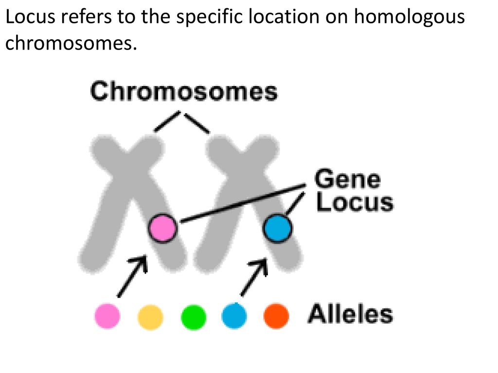 Нормальный аллель. Локус и аллель. Аллели ДНК. Локус это в генетике. Локус зрения.