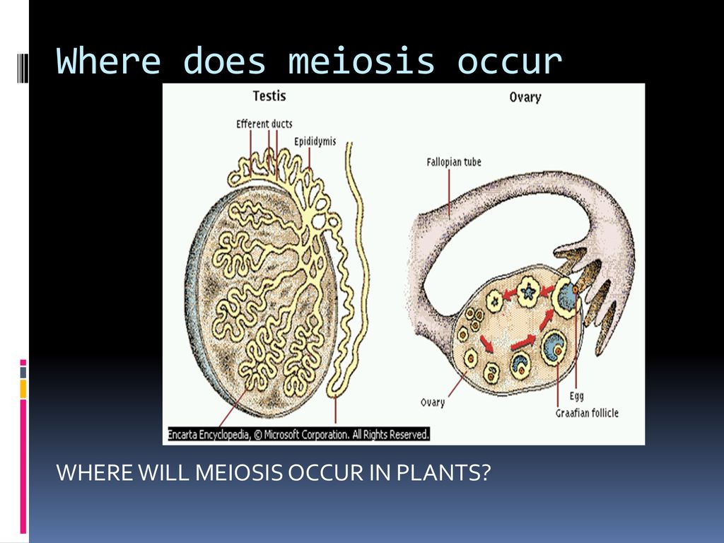 REDUCTION DIVISION MEIOSIS. - ppt download