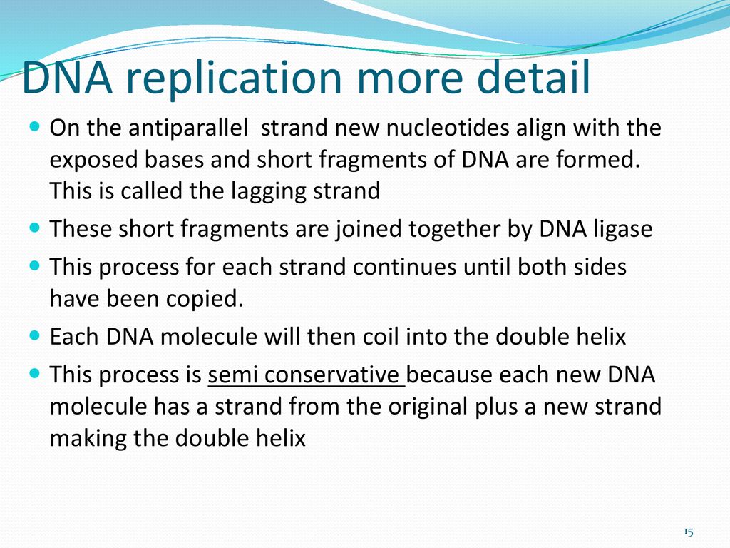 DNA replication more detail