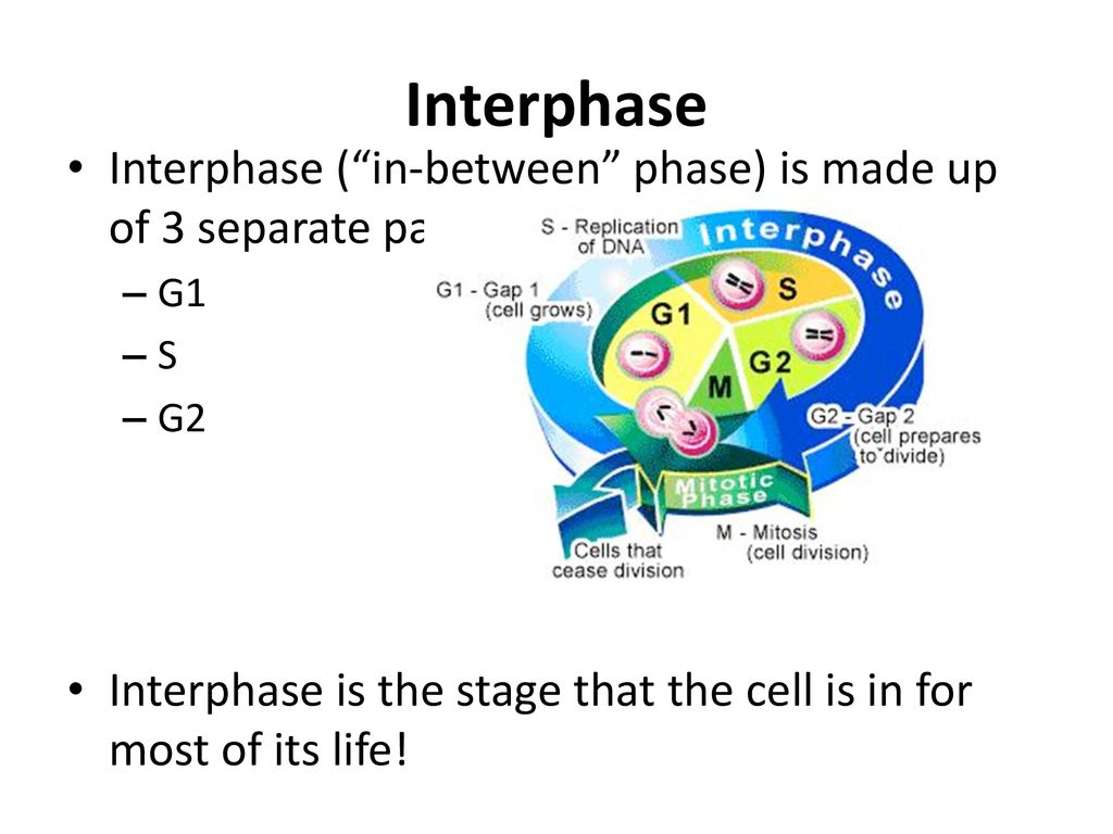 Introduction to Cell Division Biology Diagrams