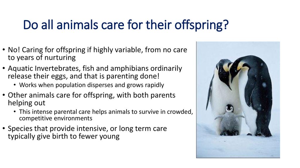 Bellwork: How do some offspring of animals survive when parents provide  little – no parental care? Why is maternal care an important mammalian  characteristic? - ppt download