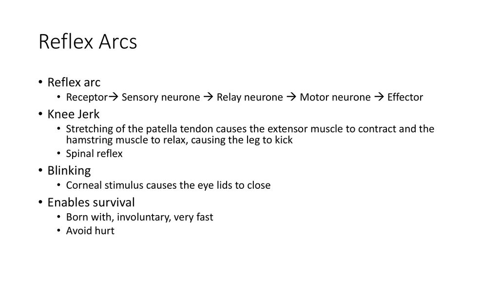 Loop of henle, animal responses, nerve - ppt download
