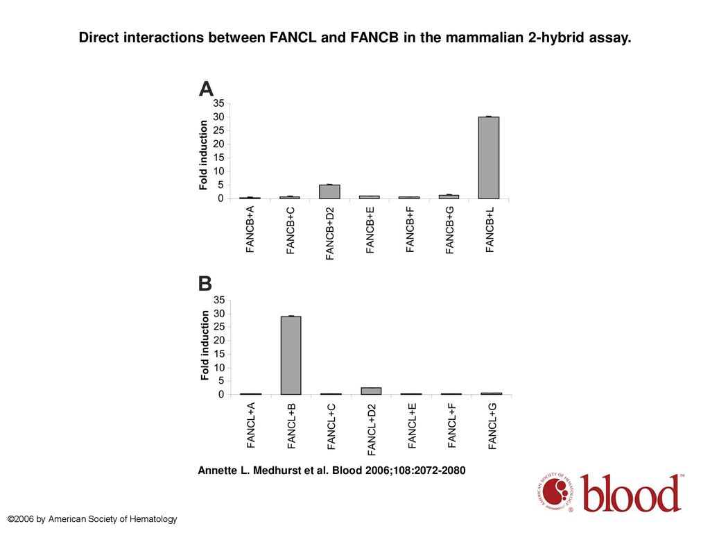 Direct interactions between FANCL and FANCB in the mammalian 2-hybrid assay.