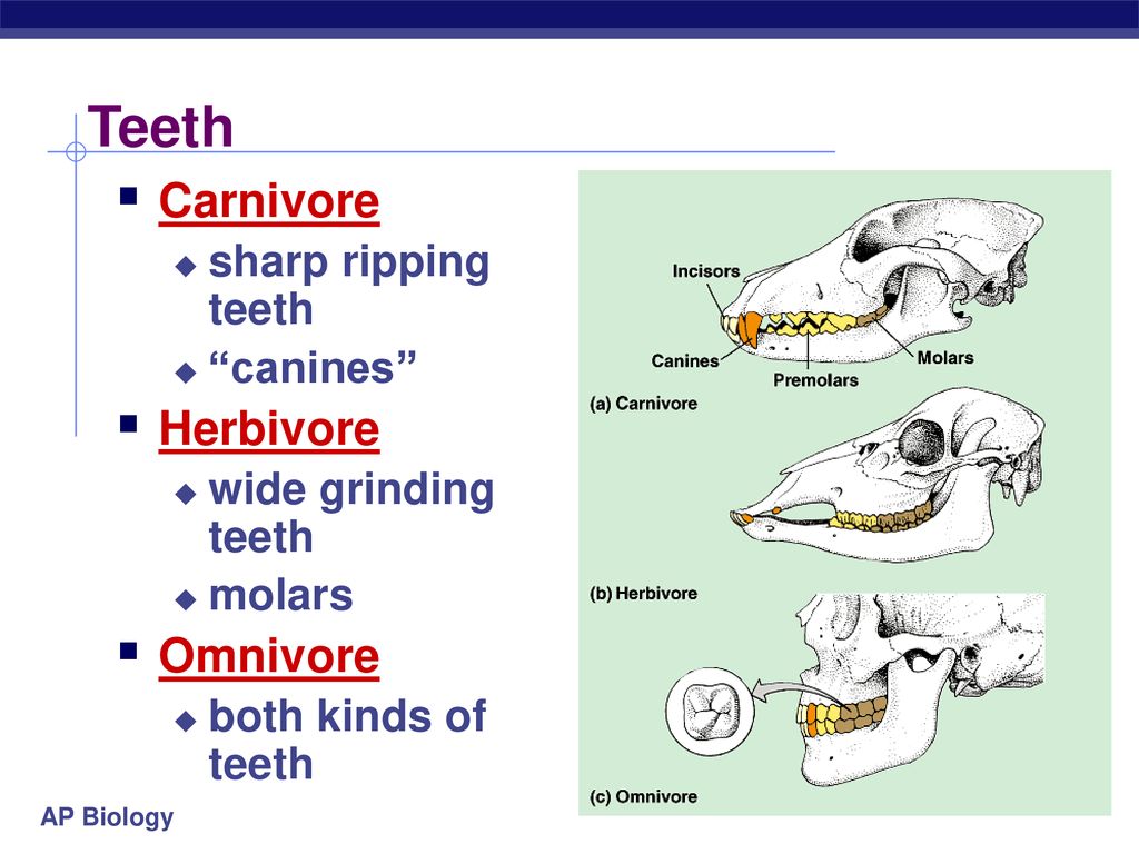 Carnivore перевод. Carnivore Herbivore. Herbivore Carnivore Omnivore Worksheet. Herbivorous carnivorous and omnivorous animals.