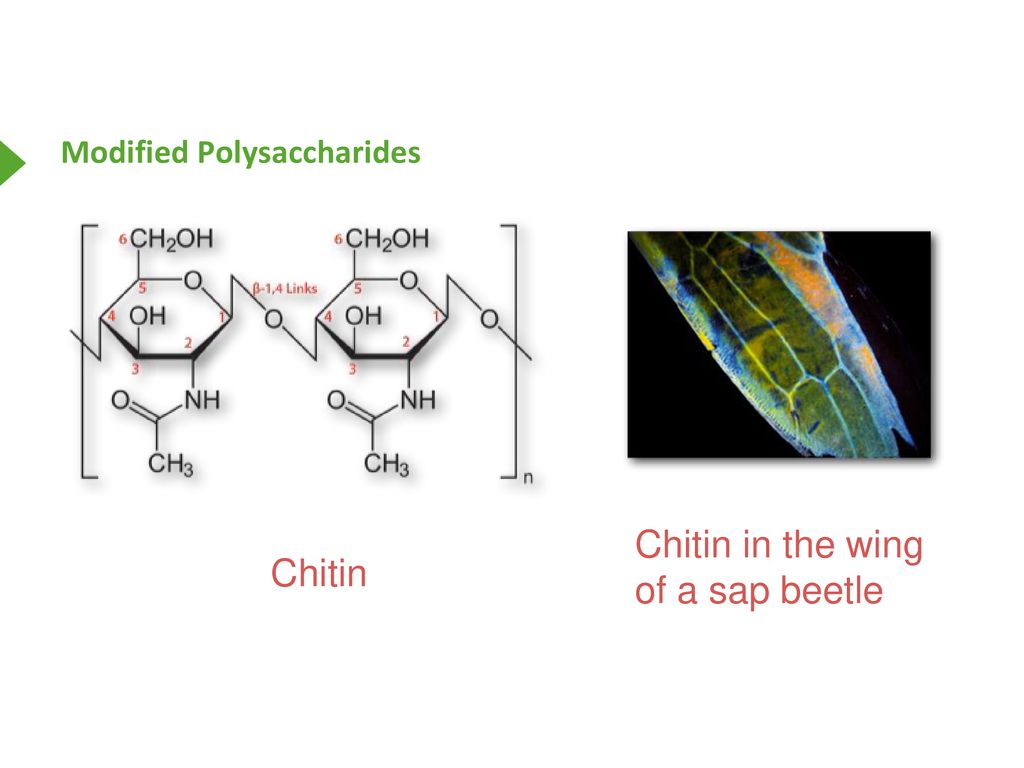 Modified Polysaccharides