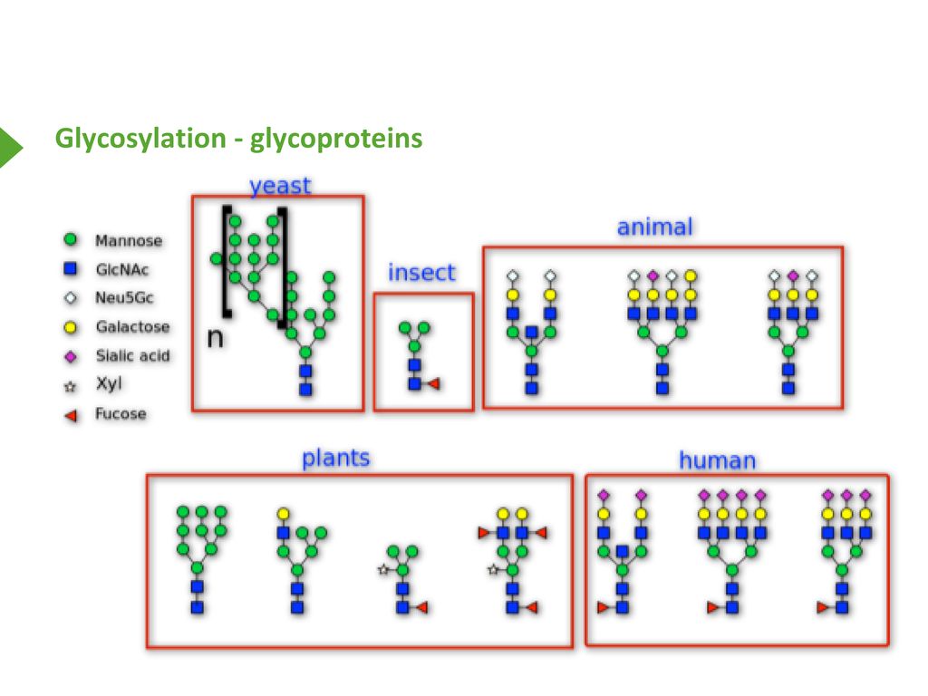 Glycosylation - glycoproteins