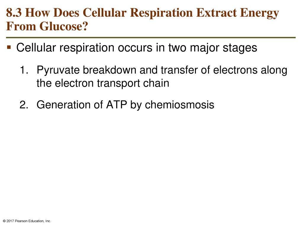 Harvesting Energy: Glycolysis and Cellular Respiration - ppt download