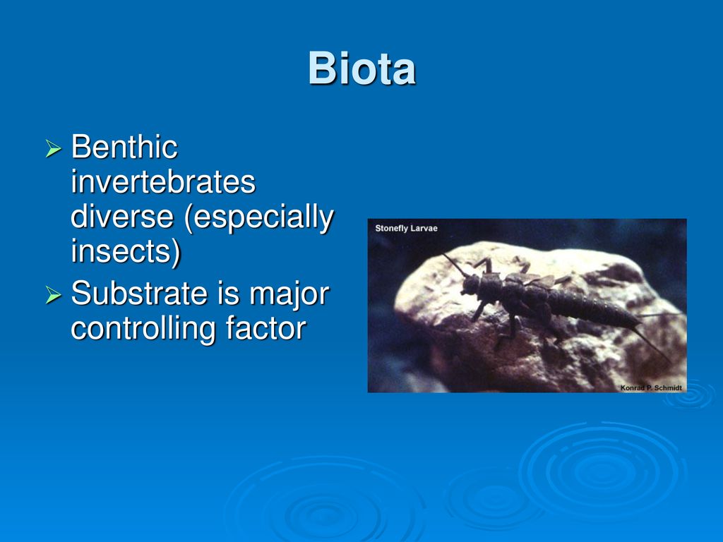 Biota Benthic invertebrates diverse (especially insects)
