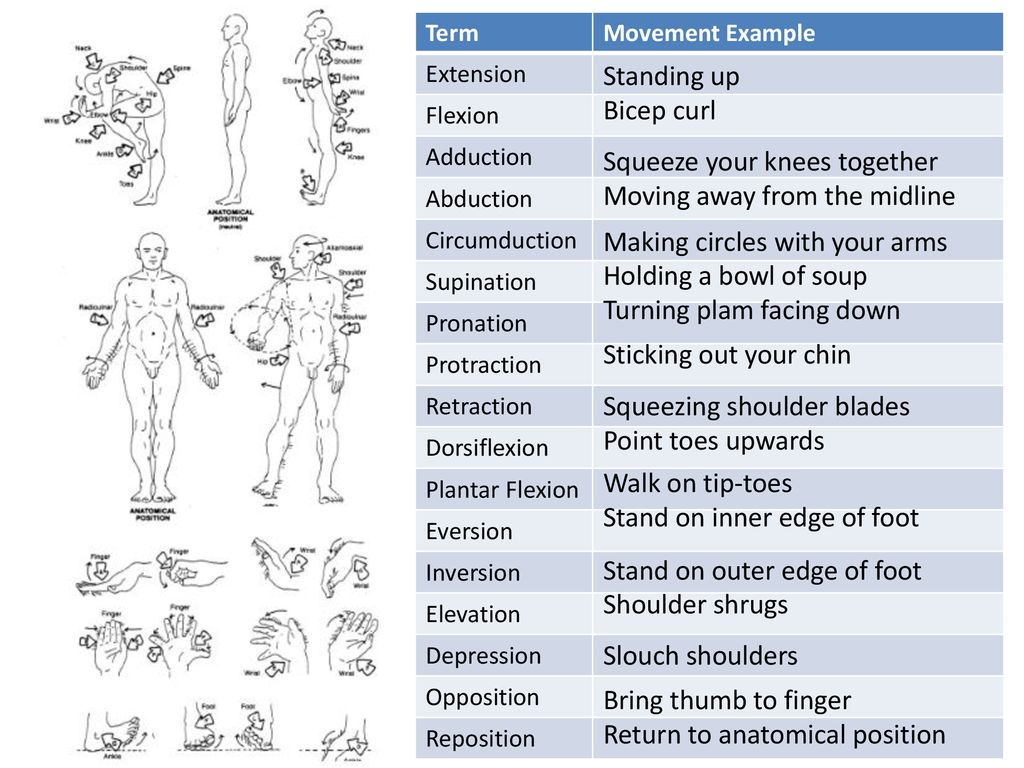 a) The abduction, adduction, flexion, extension, pronation and