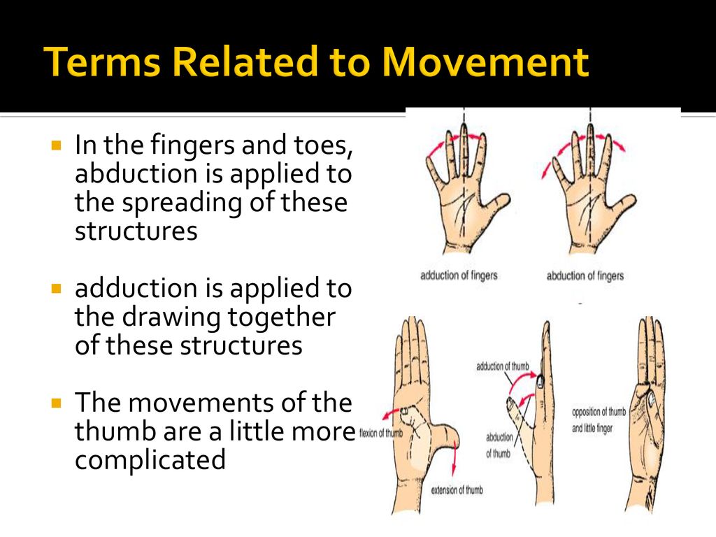 Introduction to Anatomy - ppt download