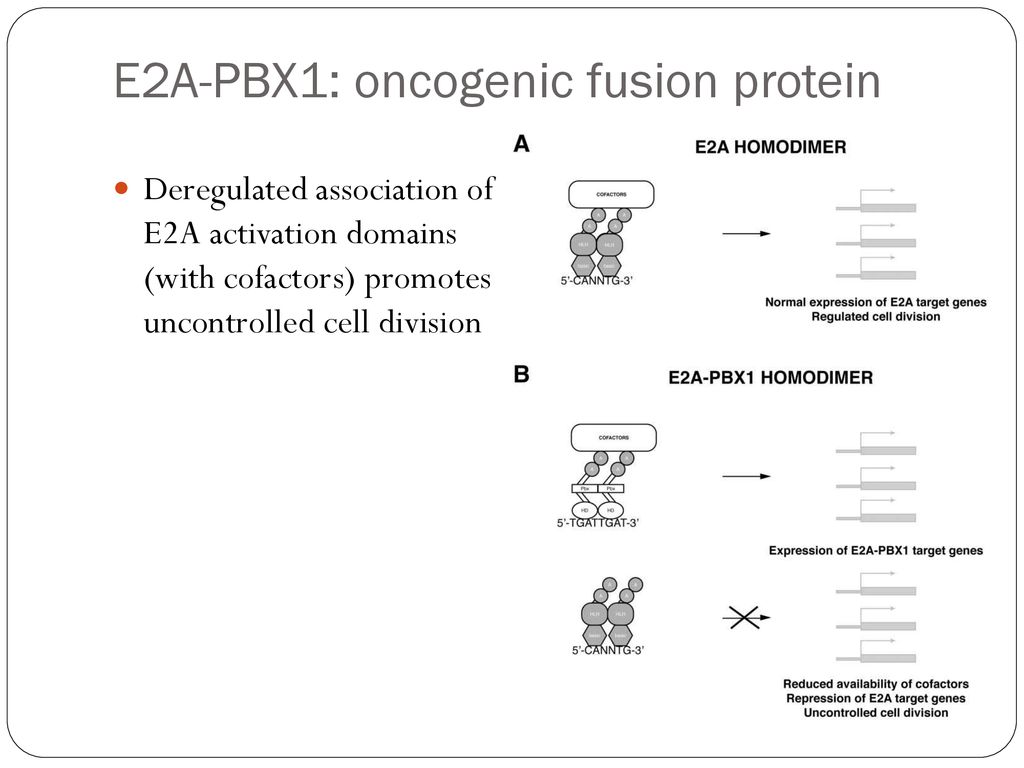 E2A: Master Regulator Of B-cell Lymphopoiesis - Ppt Download