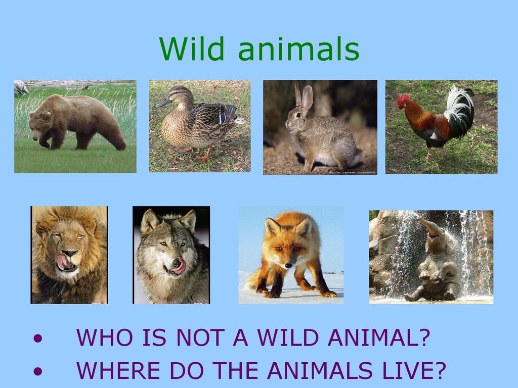 The animals which live in a SAVANNA - ppt download