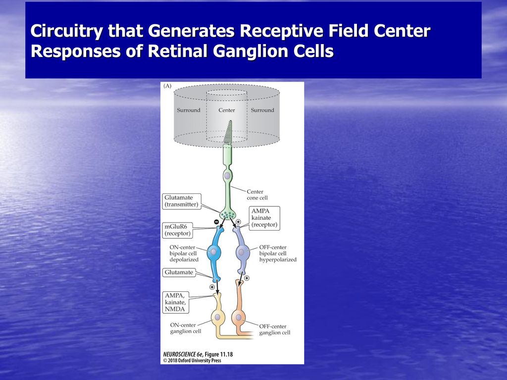 Circuitry that Generates Receptive Field Center Responses of Retinal Ganglion Cells