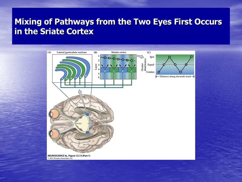 Mixing of Pathways from the Two Eyes First Occurs in the Sriate Cortex
